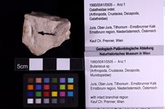 Foto (Objekt + Etiketten) von Bullariscus sp. (NHMW-GEO-1990-0041-0505)